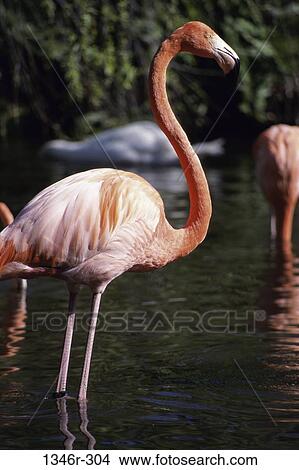 Flamingo View Large Photo Image Picture - Flamingo. Fotosearch