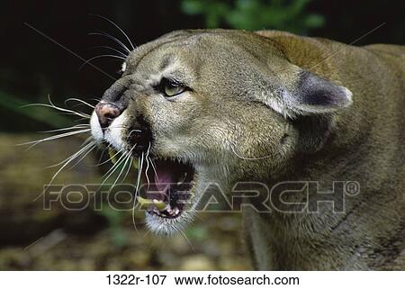 Florida Panther, Florida, USA View Large Photo Image Stock Photo - Florida Panther, Florida, USA. Fotosearch