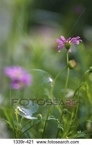 Stock Image - flowers, bubble, nature, delicate, manipulated, Flowers various. Fotosearch