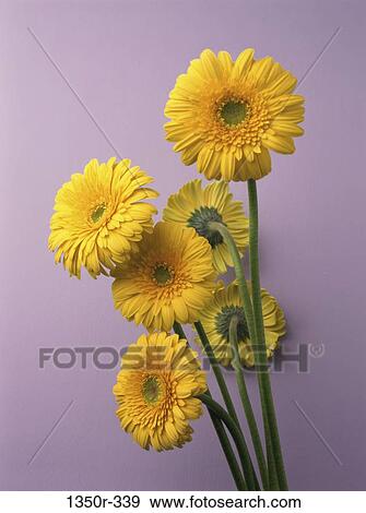 flowers, nature, floral, arrangement, flower arrangement, bouquet, indoors View Large Photo Image Stock Photo - flowers, nature, floral, arrangement, flower arrangement, bouquet, indoors. Fotosearch
