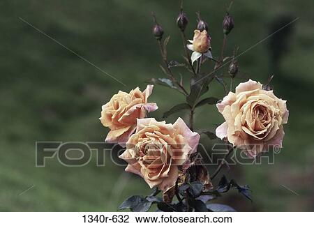 flowers, nature, roses, blooming, blossoming, petals View Large Photo Image Stock Image - flowers, nature, roses, blooming, blossoming, petals. Fotosearch