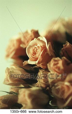 flowers, nature, roses, bouquet, Flowers roses View Large Photo Image Stock Photograph - flowers, nature, roses, bouquet, Flowers roses. Fotosearch