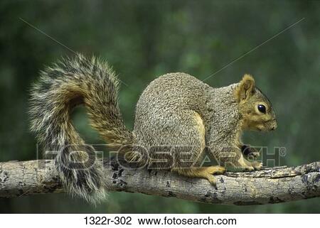 Fox Squirrel View Large Photo Image Stock Image - Fox Squirrel. Fotosearch