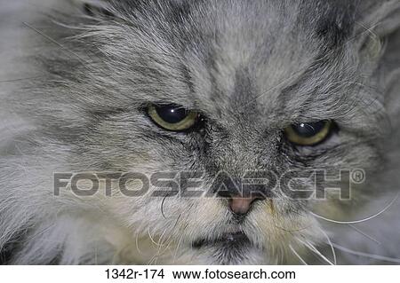 fur, face, cat, animal, close-up, furry View Large Photo Image Picture - fur, face, cat, animal, close-up, furry. Fotosearch