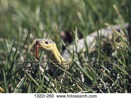 Garter Snake View Large Photo Image Stock Image - Garter Snake. Fotosearch