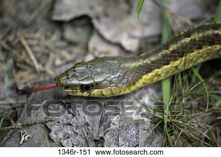 Stock Image - Garter Snake. Fotosearch