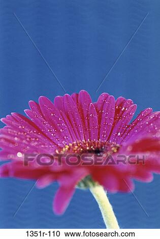 Gerbera Daisy View Large Photo Image Stock Image - Gerbera Daisy. Fotosearch