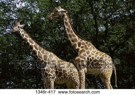Giraffes View Large Photo Image Stock Photo - Giraffes. Fotosearch