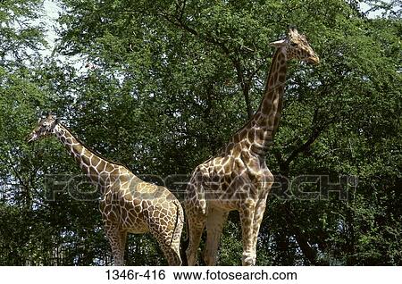 Giraffes View Large Photo Image Stock Photograph - Giraffes. Fotosearch