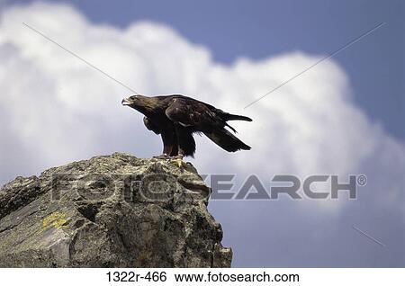 Golden Eagle View Large Photo Image Stock Photograph - Golden Eagle. Fotosearch