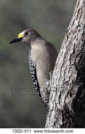 Golden-fronted Woodpecker View Large Photo Image Stock Image - Golden-fronted Woodpecker. Fotosearch