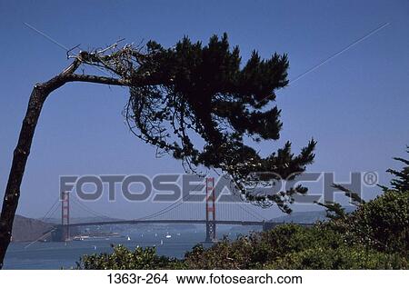 Picture - Golden Gate Bridge, San Francisco, California, USA. Fotosearch