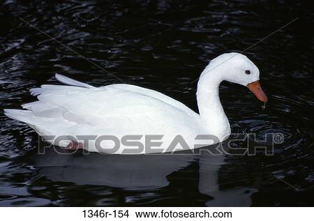 Goose View Large Photo Image Picture - Goose. Fotosearch