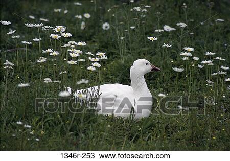 Stock Image - Goose. Fotosearch