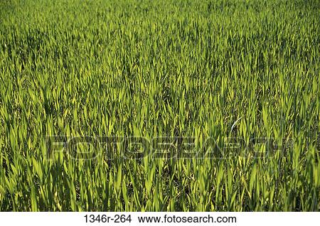 grass, lawn, nature, background, Lawn grasses View Large Photo Image Picture - grass, lawn, nature, background, Lawn grasses. Fotosearch