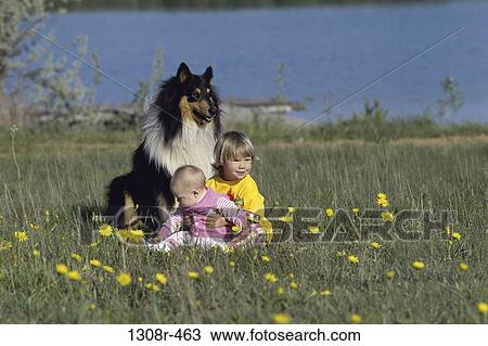 grass, people, water, dog, collie, sitting View Large Photo Image Stock Image - grass, people, water, dog, collie, sitting. Fotosearch