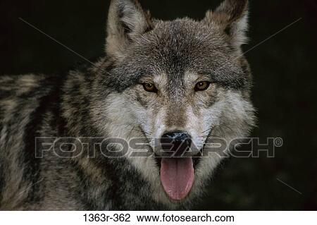 Stock Image - Gray Wolf. Fotosearch