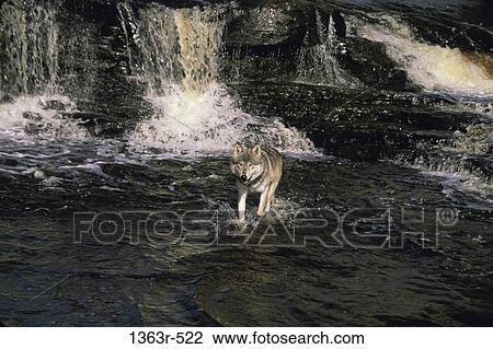 Gray Wolf View Large Photo Image Stock Image - Gray Wolf. Fotosearch