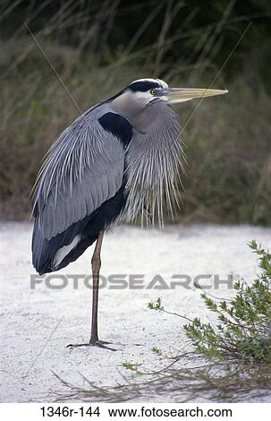 Great Blue Heron View Large Photo Image Picture - Great Blue Heron. Fotosearch