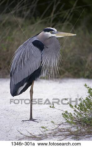 Great Blue Heron View Large Photo Image Stock Image - Great Blue Heron. Fotosearch