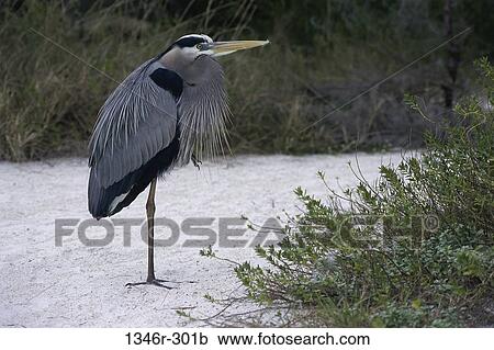 Great Blue Heron View Large Photo Image Stock Image - Great Blue Heron. Fotosearch