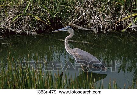 Great Blue Heron View Large Photo Image Stock Photo - Great Blue Heron. Fotosearch
