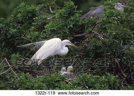Great Egrets View Large Photo Image Stock Photo - Great Egrets. Fotosearch