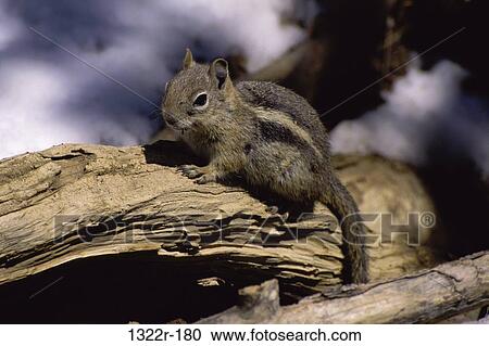 Stock Image - Ground Squirrel. Fotosearch