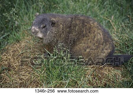 Stock Photograph - Groundhog. Fotosearch