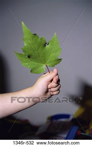 Stock Image - hand, environmental, holding, nature, body parts, leaf. Fotosearch