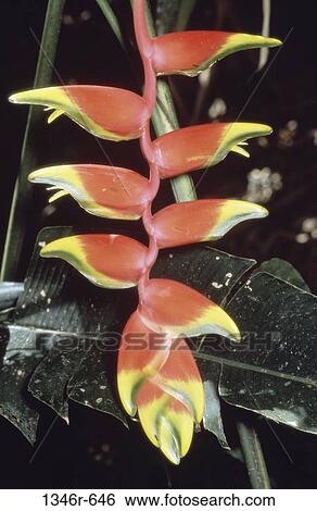Heliconia Rostrata View Large Photo Image Stock Photograph - Heliconia Rostrata. Fotosearch