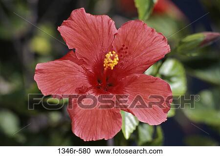Hibiscus View Large Photo Image Stock Image - Hibiscus. Fotosearch