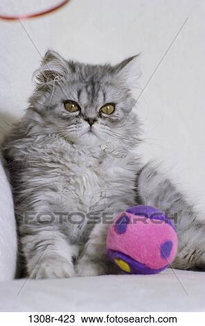 Himalayan Persian View Large Photo Image Stock Image - Himalayan Persian. Fotosearch