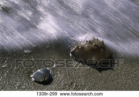 Horseshoe Crab View Large Photo Image Stock Photo - Horseshoe Crab. Fotosearch