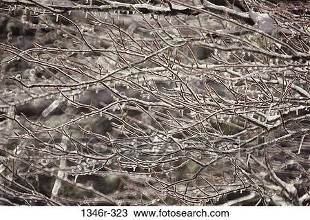 ice, winter, cold, frost, nature, barren View Large Photo Image Stock Image - ice, winter, cold, frost, nature, barren. Fotosearch