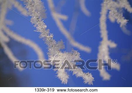 Stock Photo - ice, winter, frost, nature, branches, detail. Fotosearch