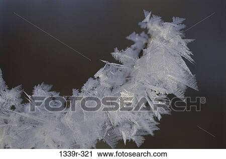 ice, winter, frost, nature, detail, close-up View Large Photo Image Stock Image - ice, winter, frost, nature, detail, close-up. Fotosearch