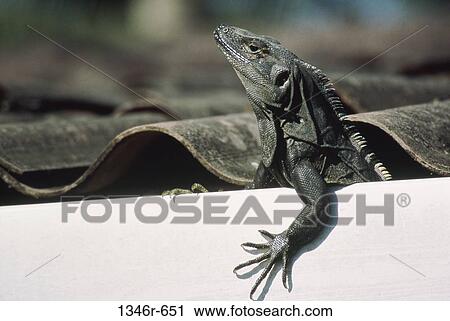 Stock Image - Iguana. Fotosearch