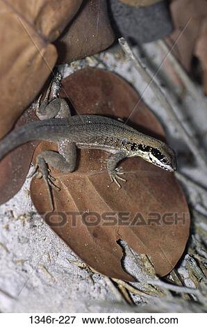 Iguana View Large Photo Image Stock Photo - Iguana. Fotosearch