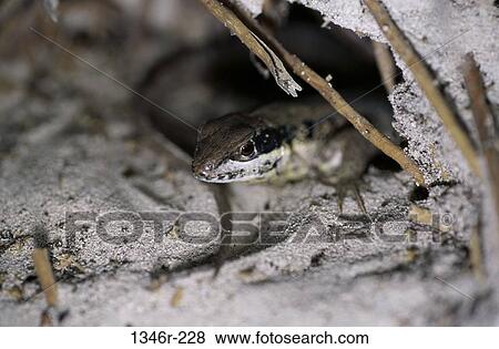 Iguana View Large Photo Image Stock Photo - Iguana. Fotosearch