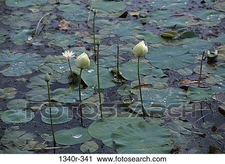 Indian Lotus View Large Photo Image Stock Image - Indian Lotus. Fotosearch