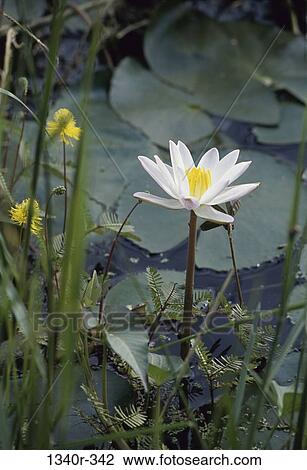 Indian Water Lily View Large Photo Image Stock Image - Indian Water Lily. Fotosearch