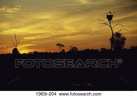 Jabiru Storks View Large Photo Image Picture - Jabiru Storks. Fotosearch