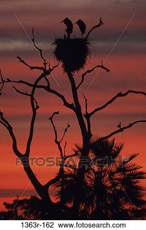 Jabiru Storks View Large Photo Image Stock Image - Jabiru Storks. Fotosearch