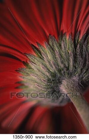 Stock Image - Japanese Marguerite. Fotosearch
