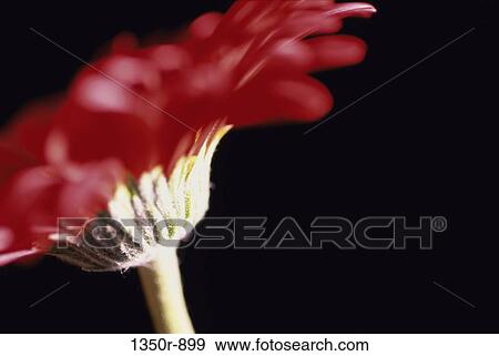 Japanese Marguerite View Large Photo Image Stock Photo - Japanese Marguerite. Fotosearch