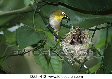 Japanese White-eye View Large Photo Image Stock Photo - Japanese White-eye. Fotosearch