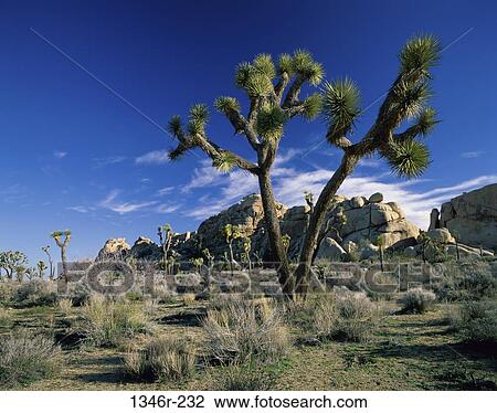 Stock Image - Joshua Tree National Park, California, USA. Fotosearch