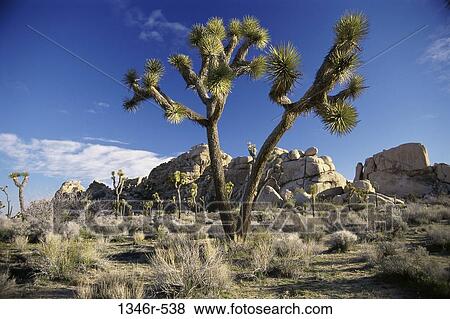 Stock Photo - Joshua Tree National Park, California, USA. Fotosearch