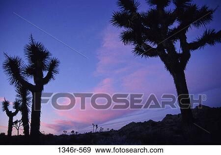 Joshua Tree National Park, California, USA View Large Photo Image Stock Photo - Joshua Tree National Park, California, USA. Fotosearch